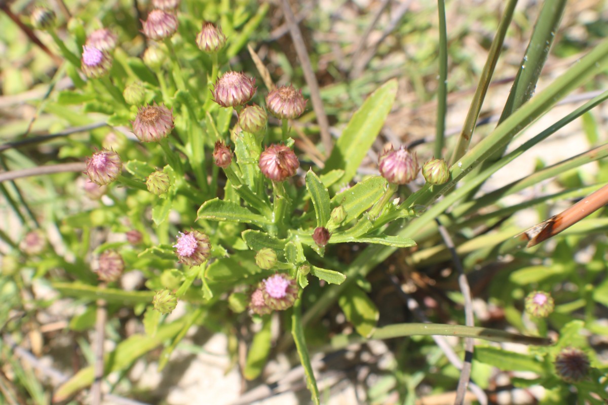 Epaltes divaricata Cass.